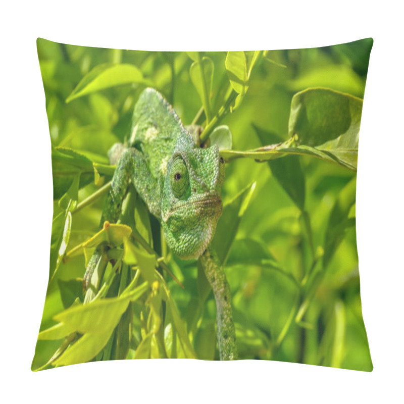 Personality  Macro Shots, Beautiful Nature Scene Green Chameleon  Pillow Covers