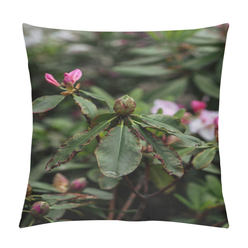 Personality  Close Up View Of Pink Flower Buds And Green Leaves Pillow Covers