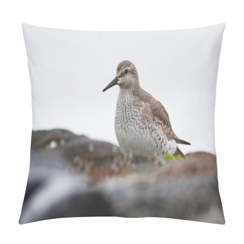 Personality  Red Knot Bird  Pillow Covers