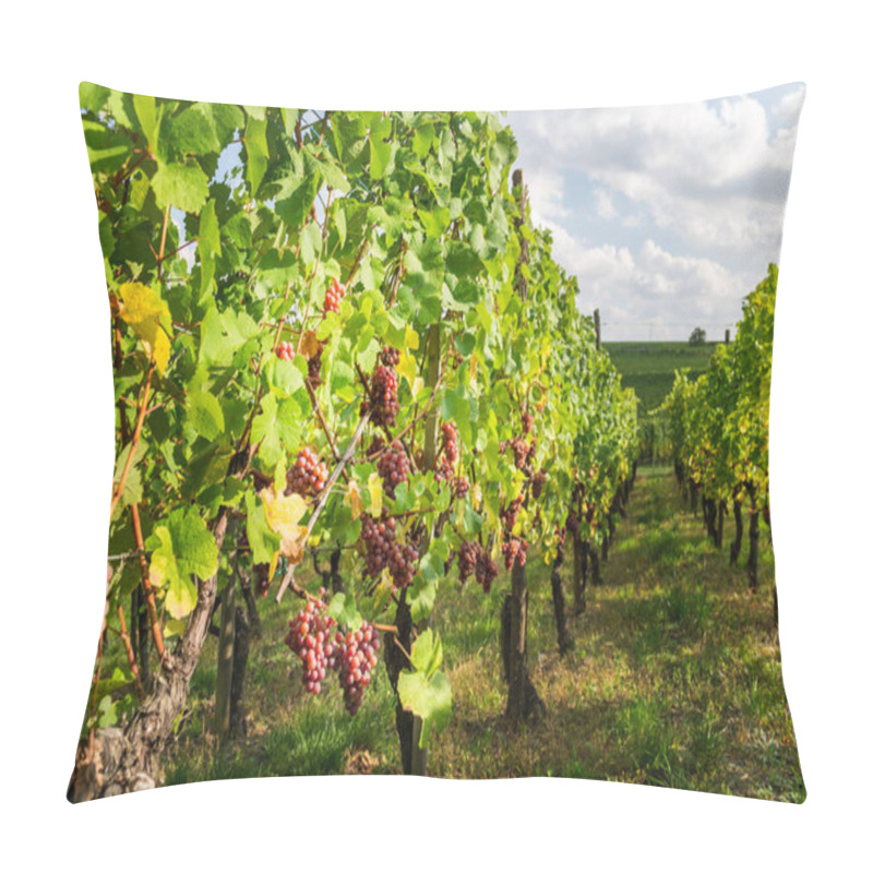 Personality  Ripe Grapes In Fall In Alsace, France Pillow Covers