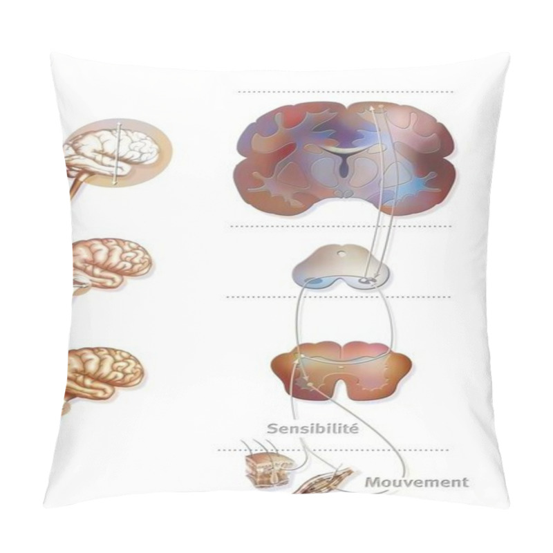 Personality  Sensorimotor Loop: Control Of The Brain To Motor Reactions.  Pillow Covers