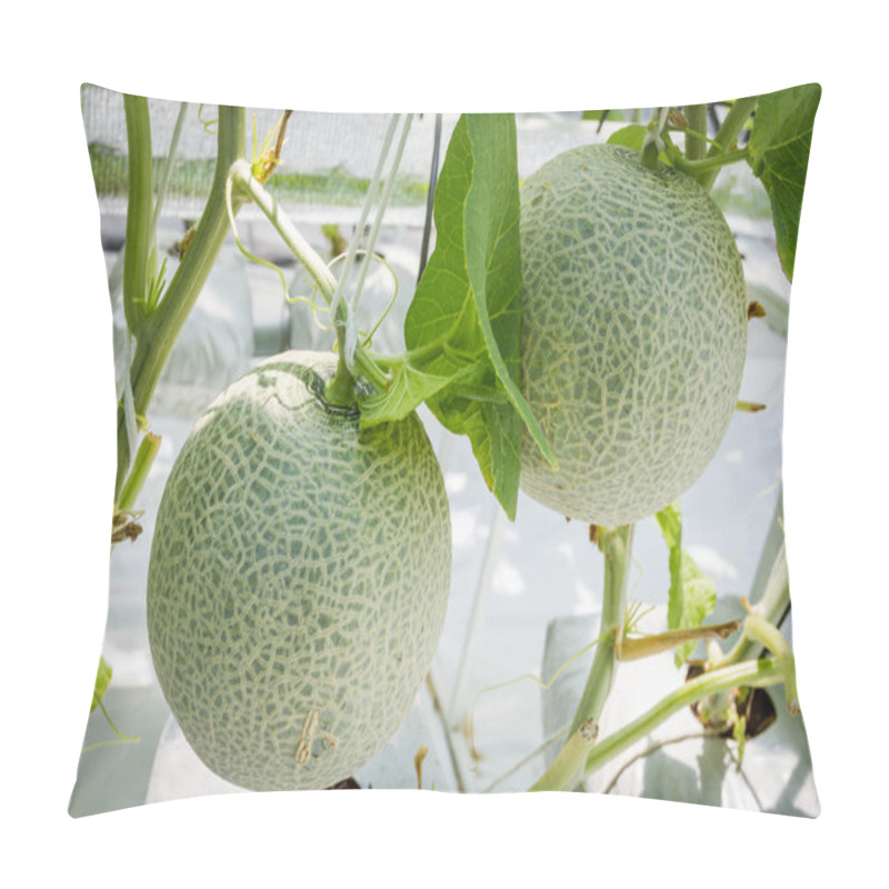 Personality  Cantaloupe Melons Growing In A Greenhouse Pillow Covers