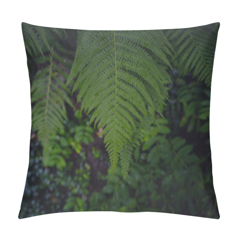 Personality  Beautiful Ferns Leaves Green Foliage. Close Up Of Beautiful Growing Ferns In Forest Or Park. Rainforest Jungle Landscape. Green Plants Nature Wallpaper. Organic Nature Background. Pillow Covers