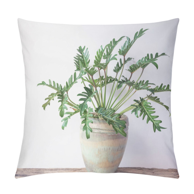 Personality  Philodendron Xanadu Botanical Tropical House Plant In Beautiful Green Ceramic Pot On Grunge Wood Floor And Cement White Wall Background Pillow Covers