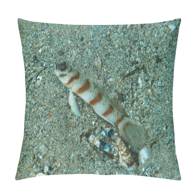 Personality  Diagonal Shrimp-Goby Amblyeleotris Diagonalis Anilao Philippines Pillow Covers