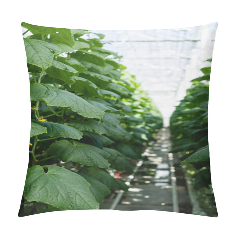 Personality  Green Cucumber Plants In Glasshouse, Blurred Background Pillow Covers