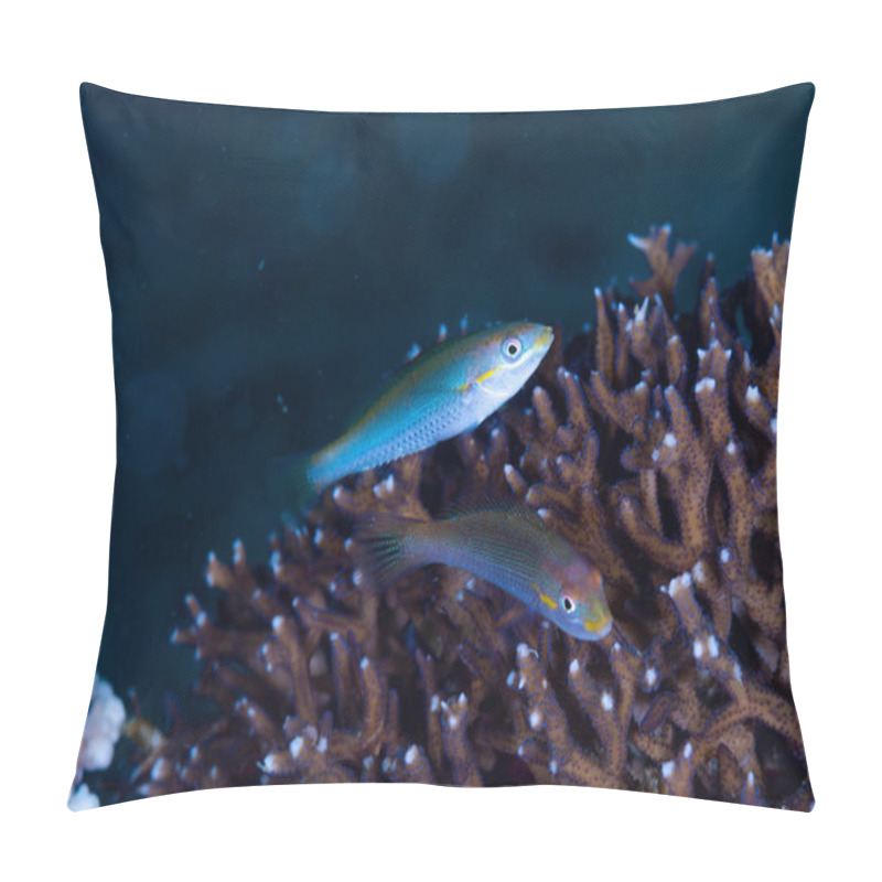 Personality  Cutribbon Wrasse Stethojulis Interrupta Pillow Covers