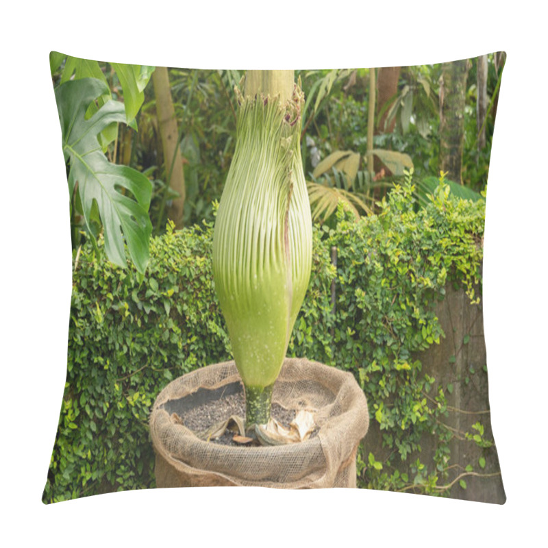 Personality  Zurich, Switzerland, May 22, 2023 Titan Arum Or Amorphophallus Titanum Flower At The Botanical Garden Pillow Covers