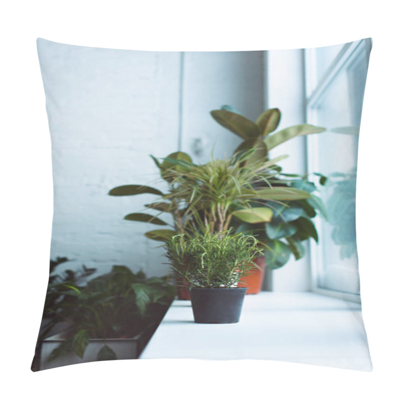 Personality  Beautiful Green Plants In Pots On Windowsill Pillow Covers