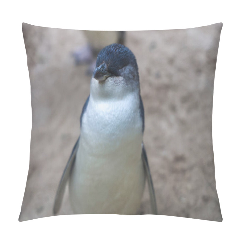 Personality  The Fairy Penguin Or Blue Penguin Is So Cute And Local Animal In Phillip Island,Australia Pillow Covers