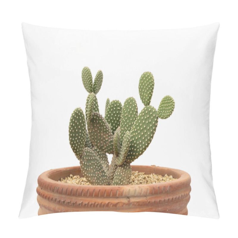 Personality  Close-Up Of Opuntia Microdasys Cactus In Rustic Clay Pot On White Background Pillow Covers