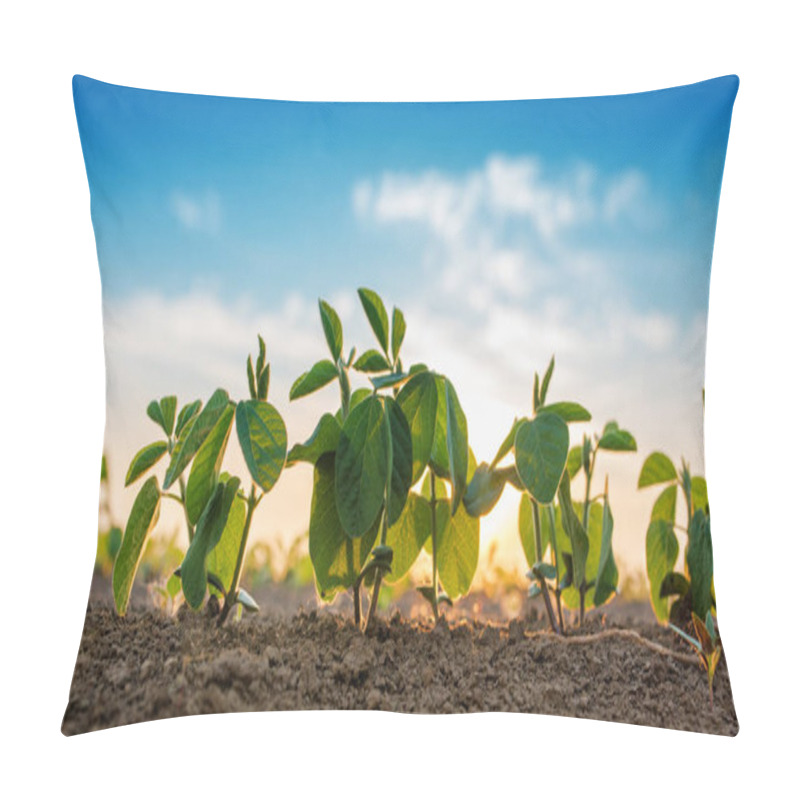 Personality  Small Soybean Plants Growing In Row Pillow Covers