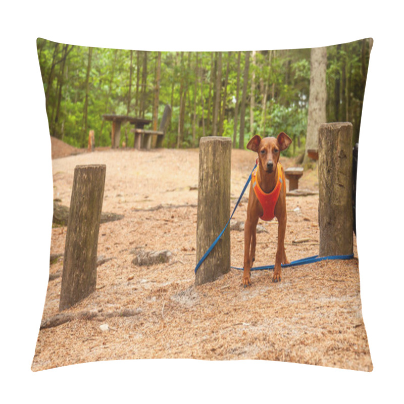 Personality  Miniature Pinscher Standing In The Forest Wearing Its Vest Pillow Covers