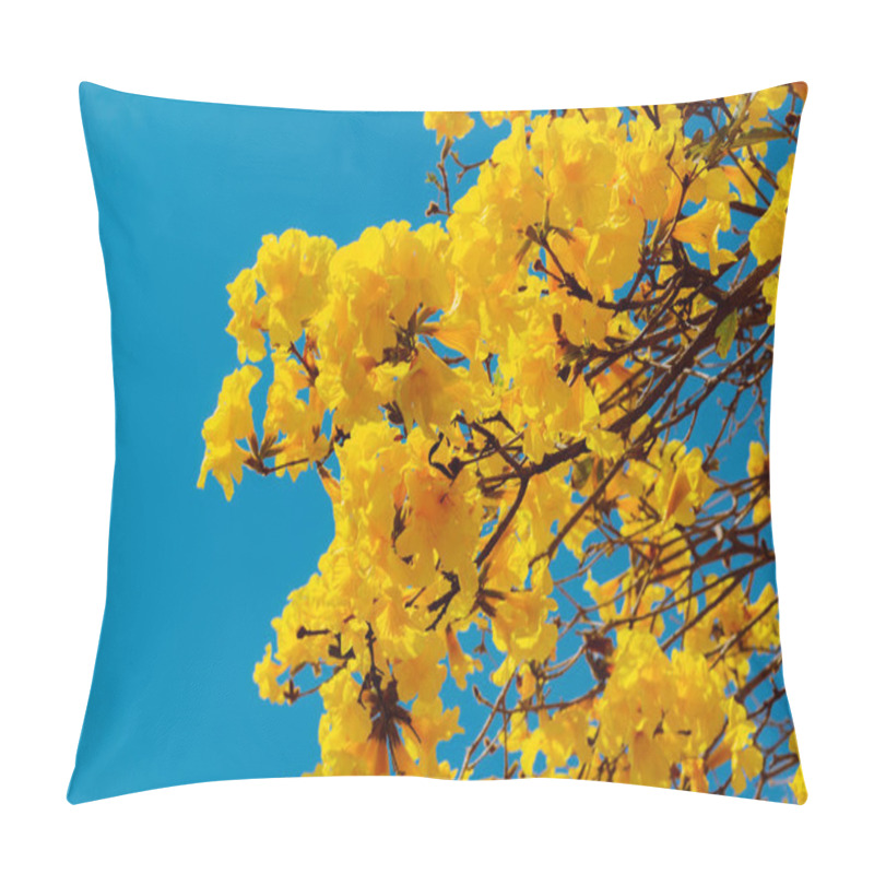 Personality  August 23, 2021, Brazil. In This Photo The Flowers Of The Yellow Ipe. It Is A Species Of Tree Of The Genus Handroanthus, Reaching 30 Meters In Height Pillow Covers