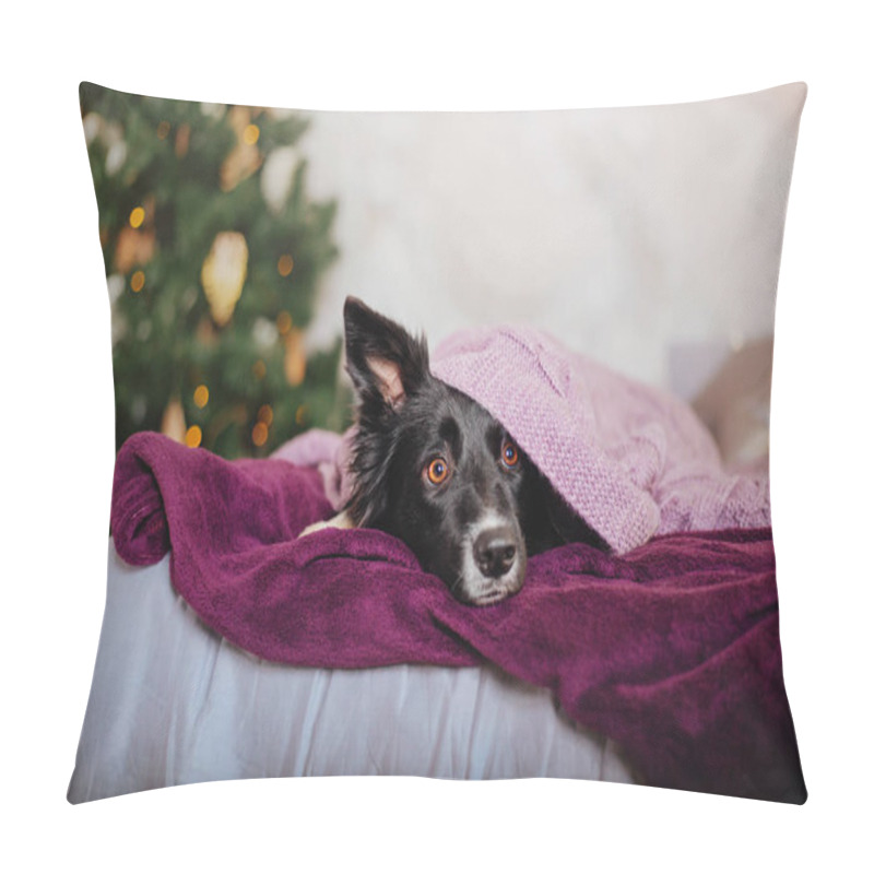 Personality  Border Collie Dog Posing At The Christmas Decoration. Pillow Covers