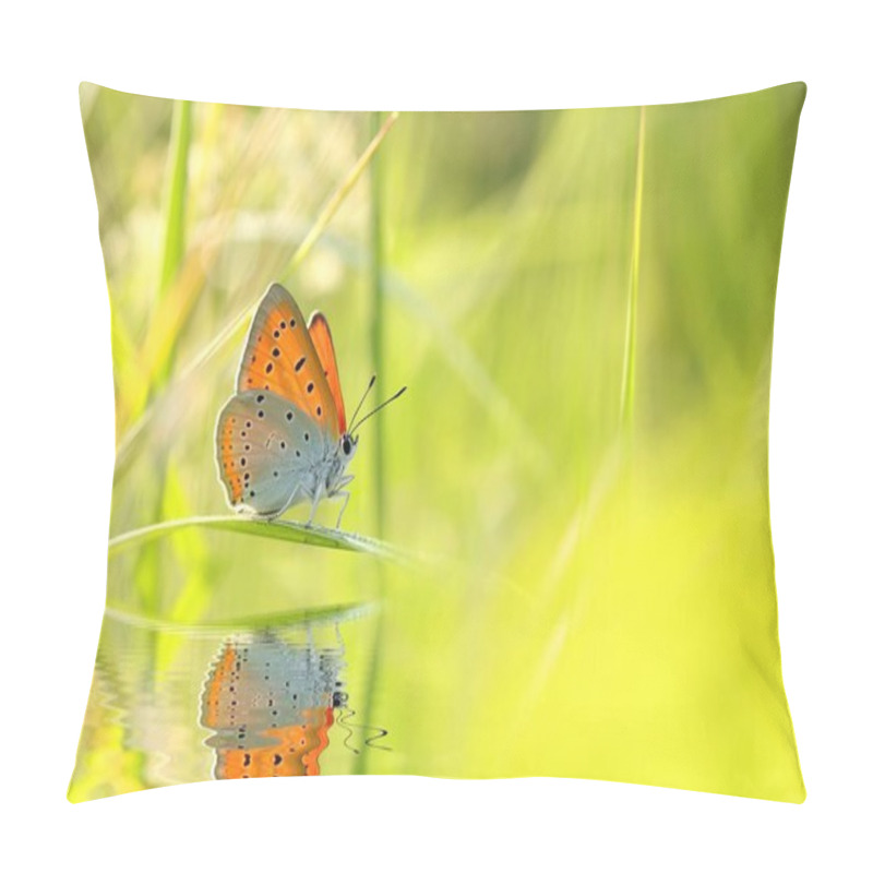 Personality  Butterfly (Large Copper) On A Spring Morning  Pillow Covers