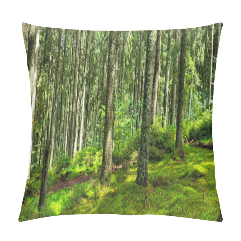 Personality  High Pines Grow Tightly In The Black Forest Schwarzwald. Green Moss And Sunbeam On The Forest Floor. Pillow Covers