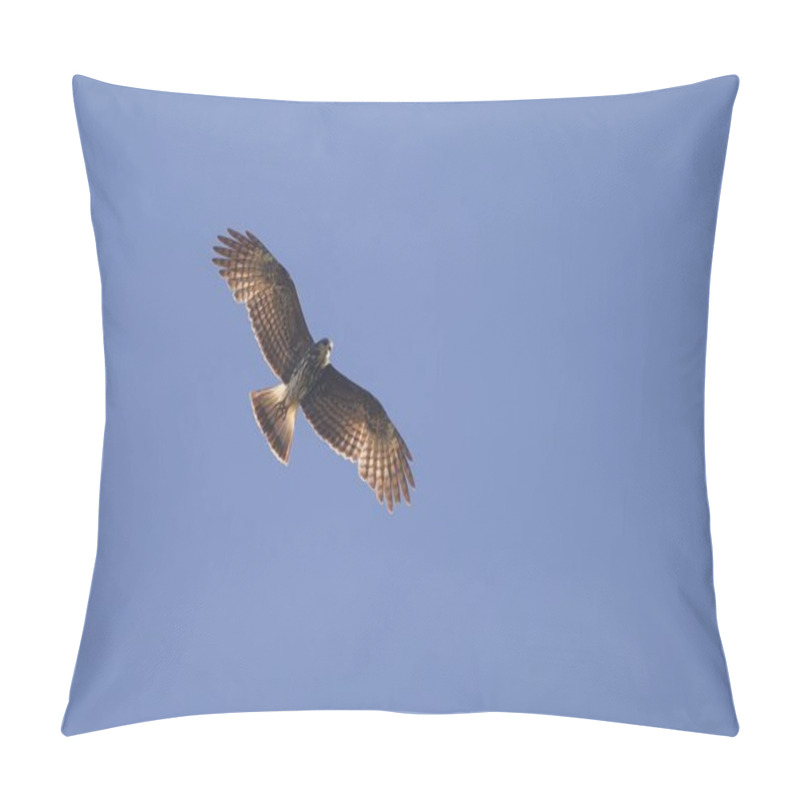 Personality  Low Angle Shot Of A Flying Red-tailed Hawk Under The Blue Sky - Freedom And Power Concept Pillow Covers