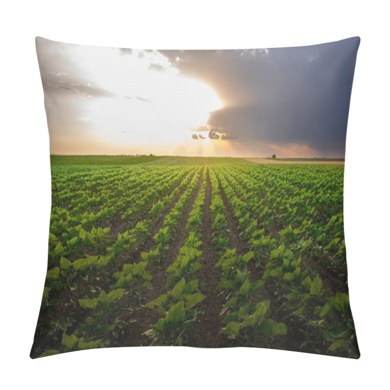 Personality  Open Young Sunflowers Field At Sunset.Corn Field . Pillow Covers