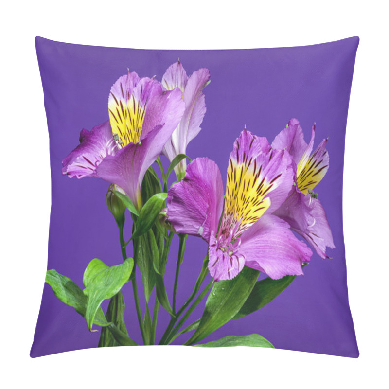 Personality  Vibrant Purple Alstroemeria Navarro Flowers With Yellow And Black Markings, Captured On A Purple Background Pillow Covers