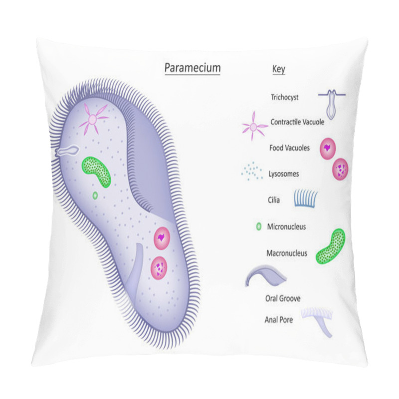 Personality  Paramecium With Key Pillow Covers