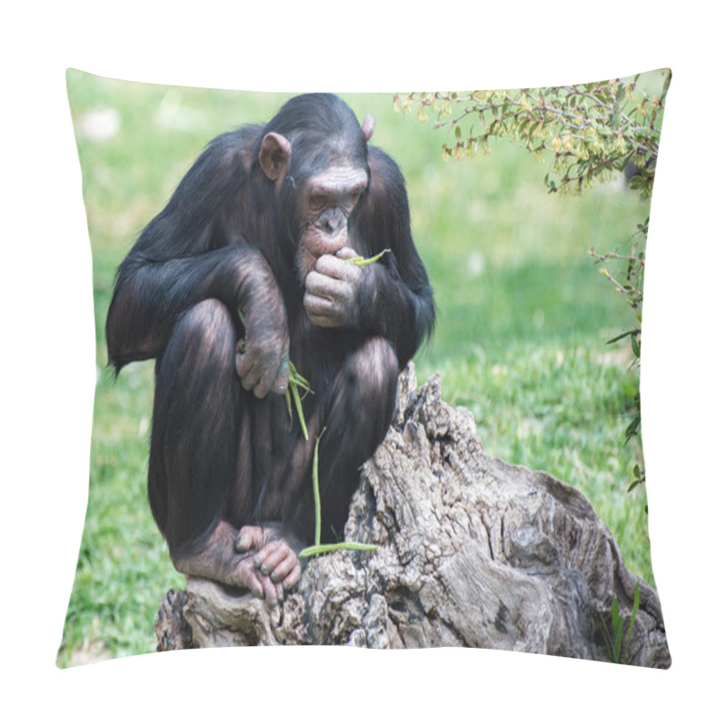 Personality  Ape Chimpanzee Monkey While Resting Pillow Covers