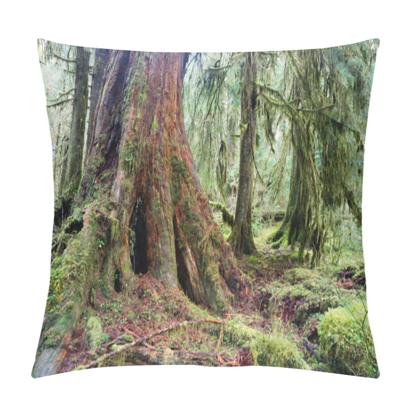 Personality  Giant Red Cedar Tree Stump Moss Covered Growth Hoh Rainforest Pillow Covers