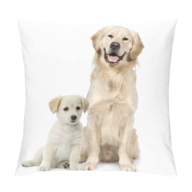 Personality  Golden Retriever And A Labrador Puppy Sitting In Front Of White Pillow Covers