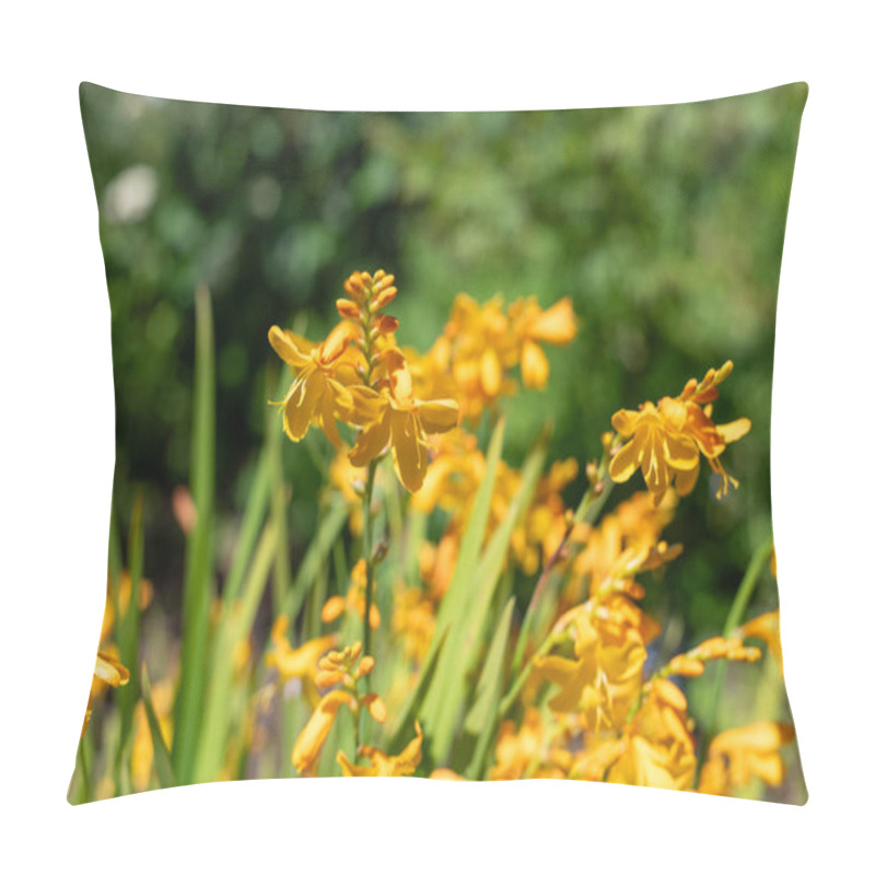 Personality  Close Up Of Harlequin Montbretia Flowers In Bloom Pillow Covers