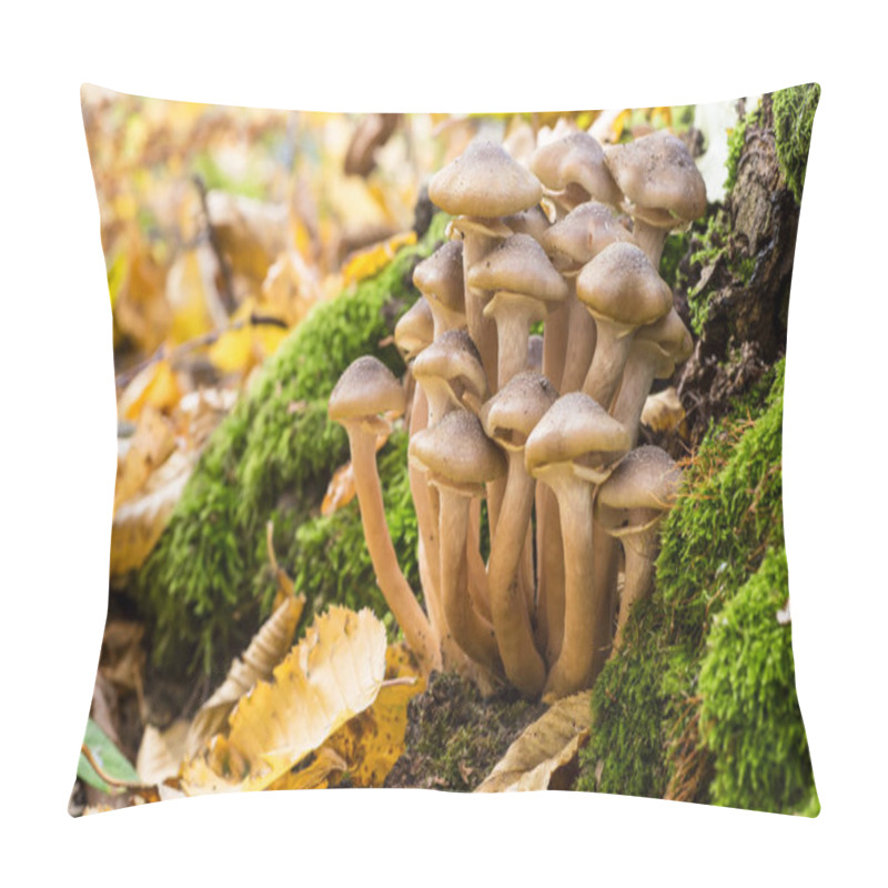 Personality  Armillaria Mellea, Commonly Known As Honey Fungus, Is A Basidiomycete Fungus In The Genus Armillaria. Beautiful Edible Mushroom. Pillow Covers