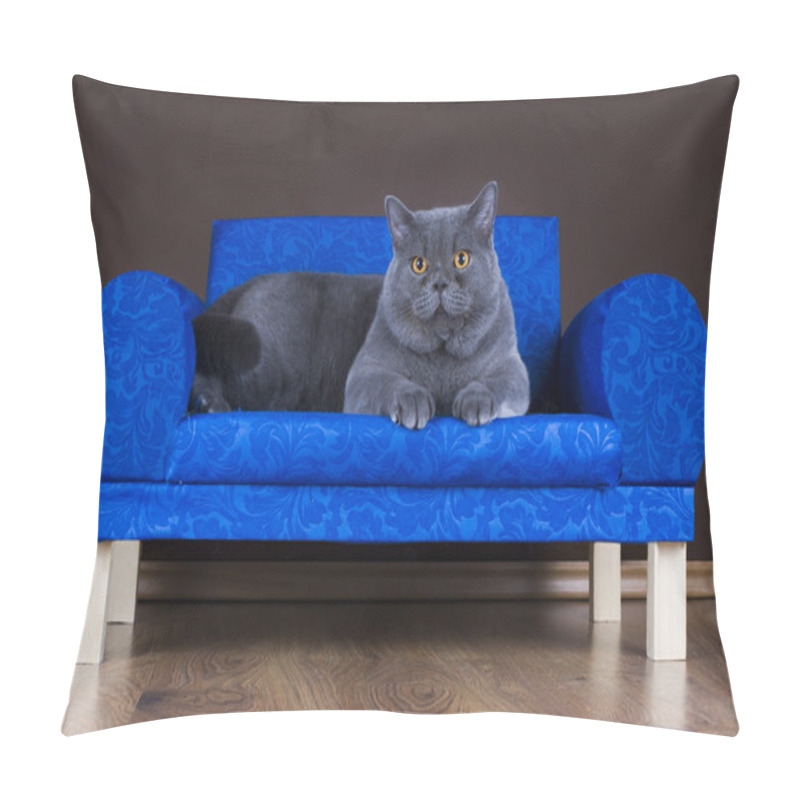 Personality  Big British Cat Resting On The Couch Pillow Covers