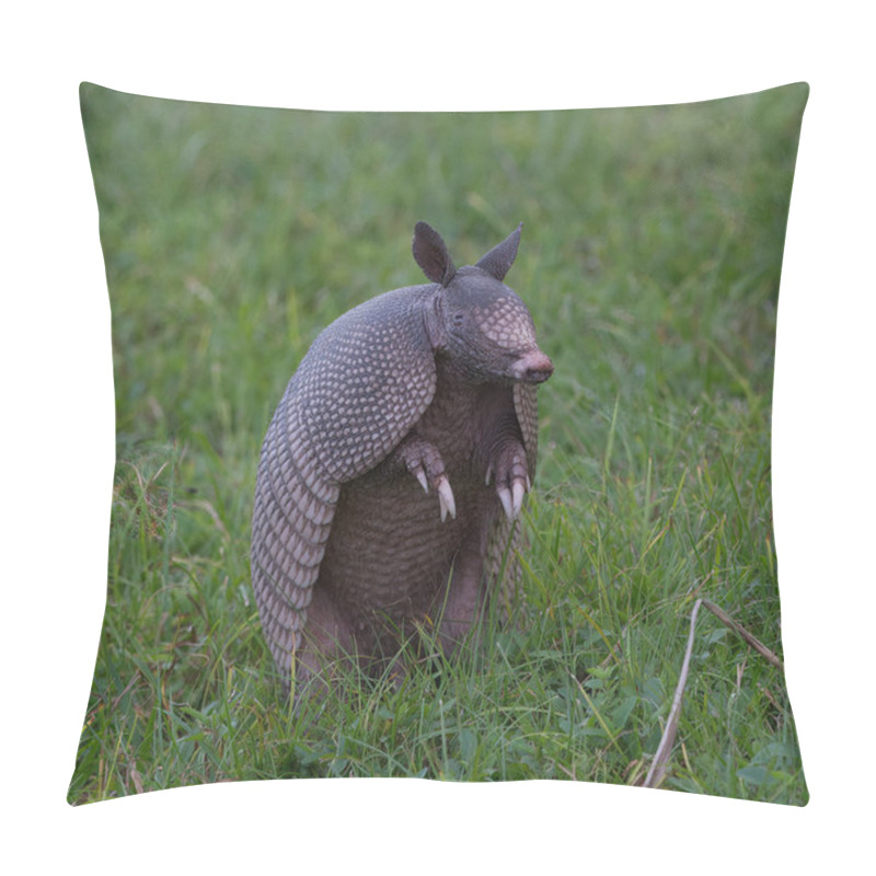 Personality  Wild Nine-banded Armadillo (Dasypus Novemcinctus), Or The Nine-banded, Long-nosed Armadillo, Is A Medium-sized Mammal, Sitting Up With Claws Exposed, In Green Grass, Curiously Looking To Its Right Pillow Covers