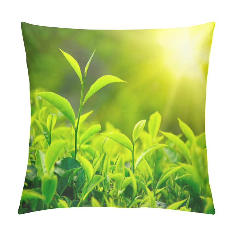 Personality  Delicate Plant Leafs Growing Towards The Sun Pillow Covers