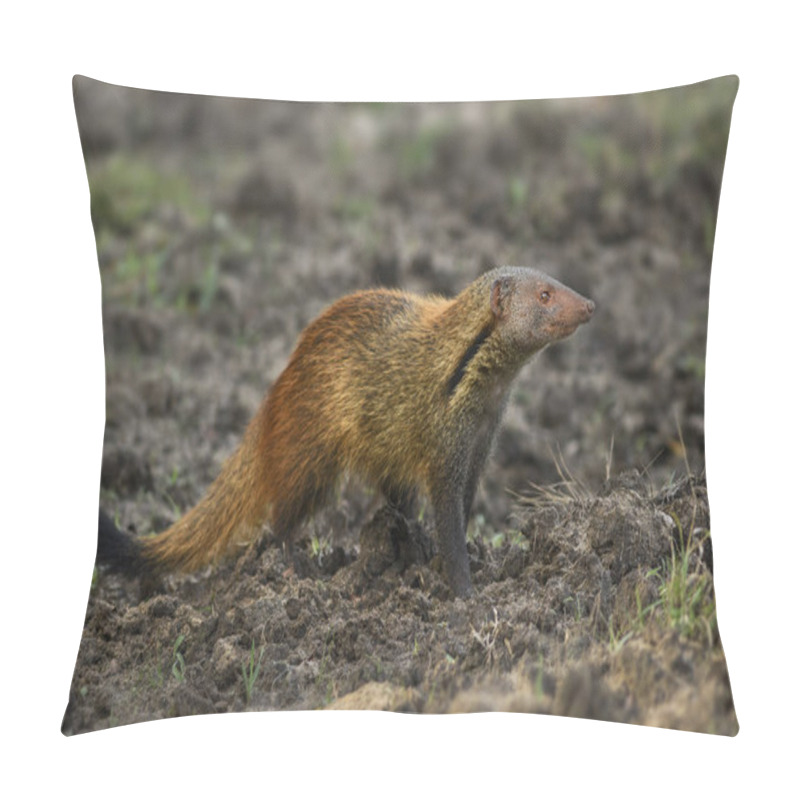 Personality  Striped-necked Mongoose - Herpestes Vitticollis, Sri Lanka Pillow Covers