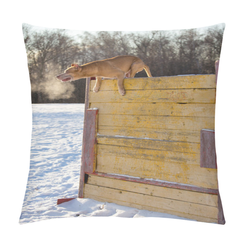 Personality  American Pit Bull Terrier Jumps Over Hurdle Pillow Covers