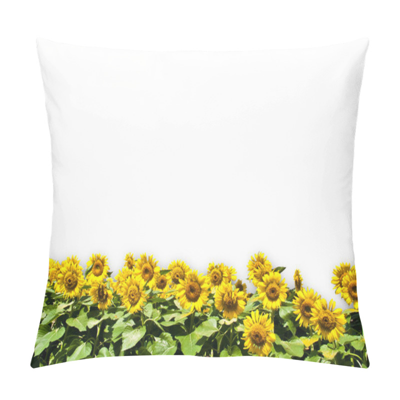 Personality  Sun Flower Isolated On White Background Pillow Covers