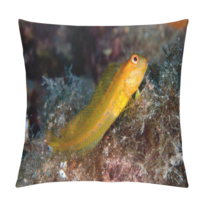 Personality  Ringneck Blenny Parablennius Pilicornis Pillow Covers