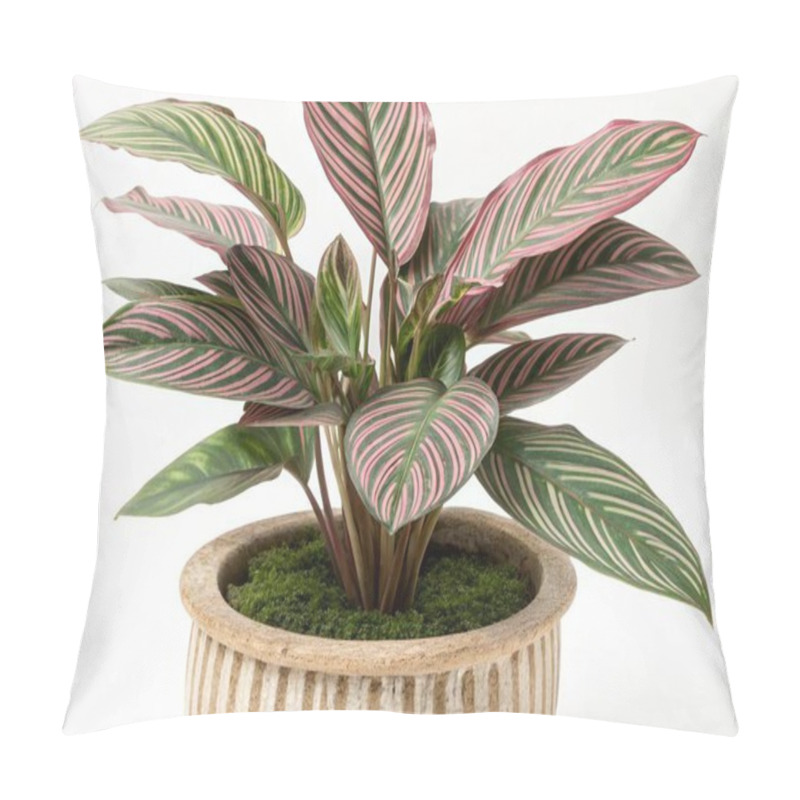 Personality  This Vibrant, Full-frame Image Showcases A Calathea Ornata, Also Known As The Pinstripe Calathea, In A Textured Ceramic Pot. The Plant's Large, Lush Green Leaves Feature Striking Pink And White Pinstripes That Run Along The Length Of Each Leaf, Creat Pillow Covers