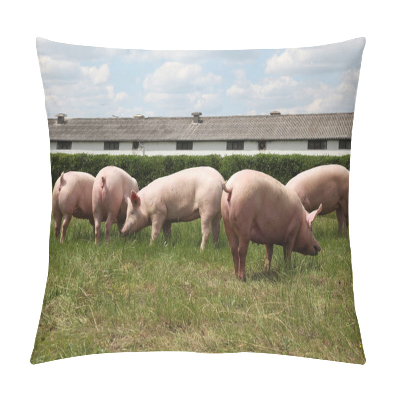 Personality   Pigs Enjoying Sunshine On Green Grass Near The Farm Pillow Covers