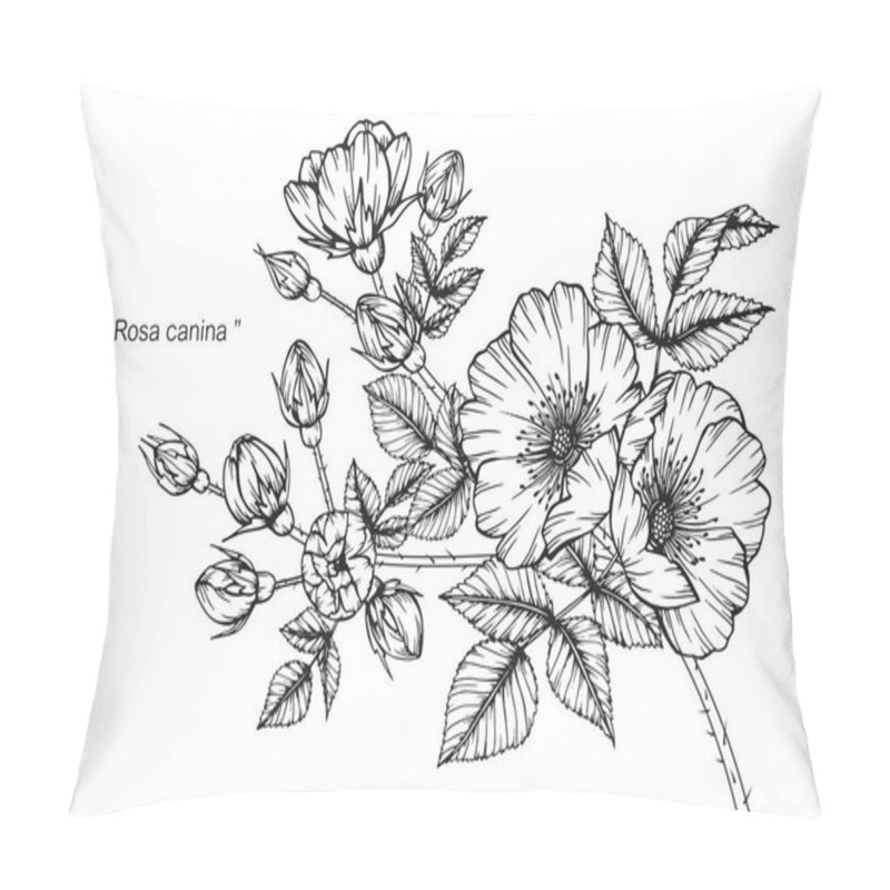 Personality  Rosa Canina Flower. Drawing And Sketch With Black And White Line-art. Pillow Covers