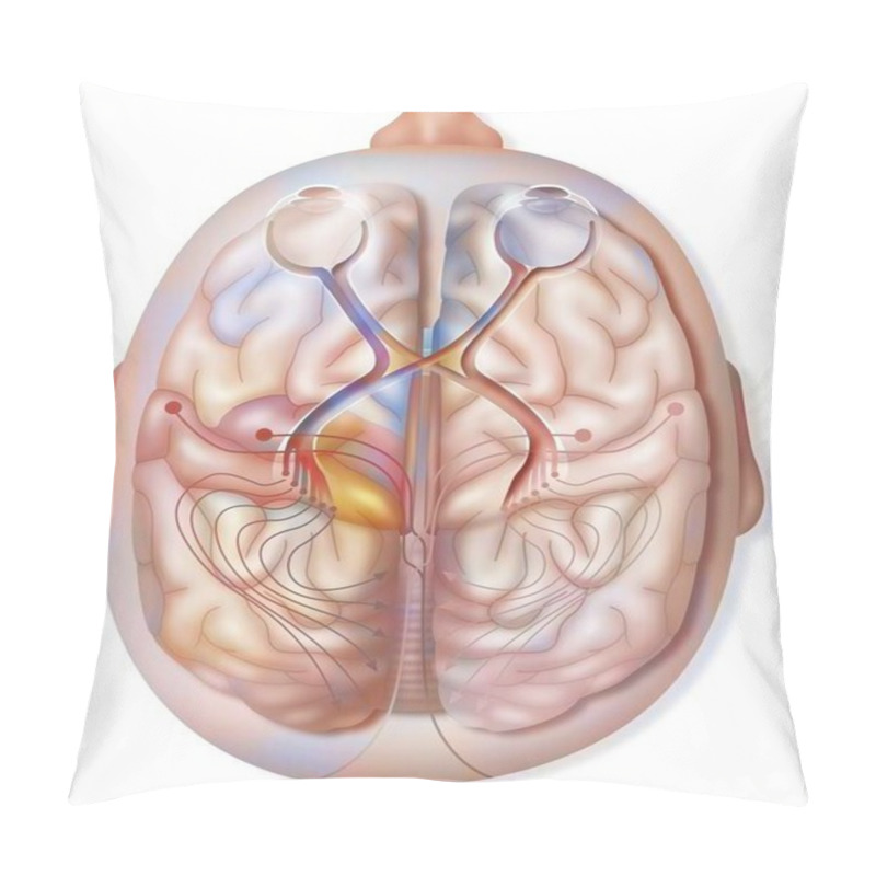 Personality  Superior View Of The Path And Transmission Of Visual Information From The Retina. Pillow Covers