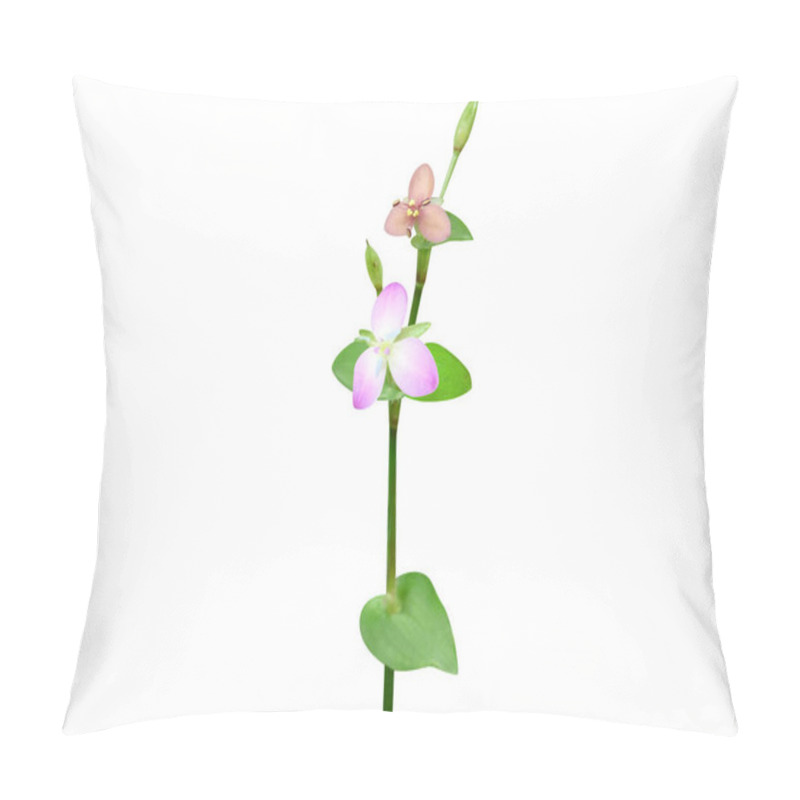 Personality  Murdannia Or Asiatic Dewflower Plant With Flowers Isolated On White Background Pillow Covers