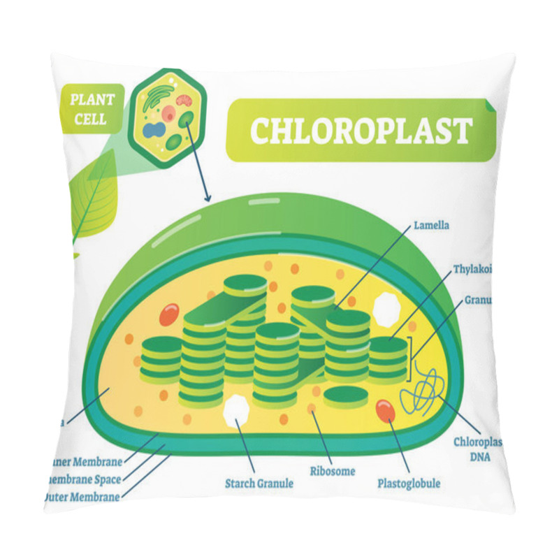 Personality  Plant Chloroplast Chemical Biology Vector Illustration Cross Section Diagram. Pillow Covers