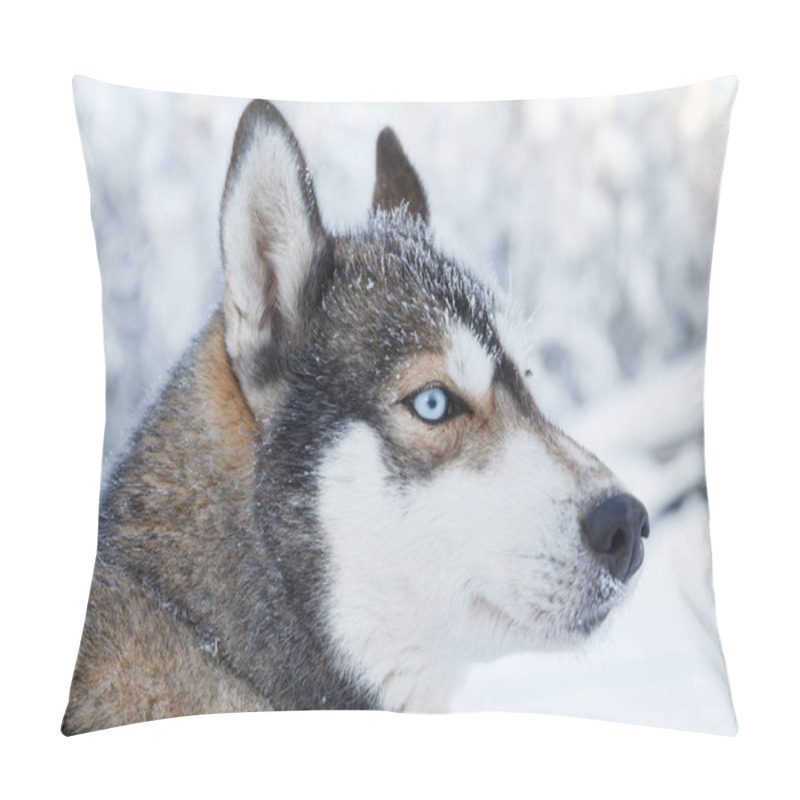 Personality  Husky Portrait In Finland Pillow Covers