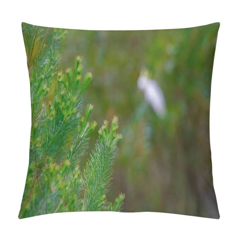 Personality  Close Up Of Pine Tree Branch With White Bird Cockatoo Parrot Sitting On Tree And Green Blurry Background Pillow Covers