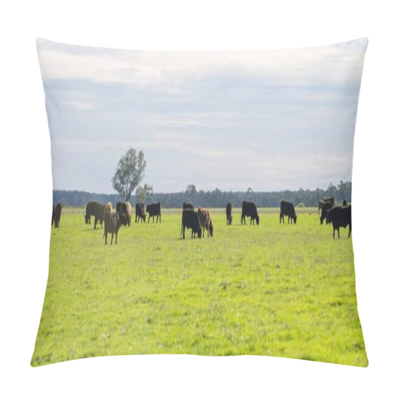 Personality  Beef Cows And Calves Grazing On Grass In Australia. Eating Hay And Silage. Breeds Include Speckled Park, Murray Grey, Angus, Brangus And Dairy Cows. Pillow Covers