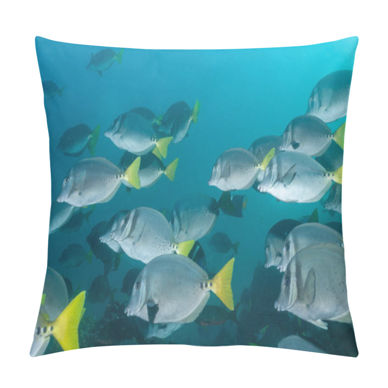 Personality  Razor Surgeonfish Shoal In The Galapagos Pillow Covers