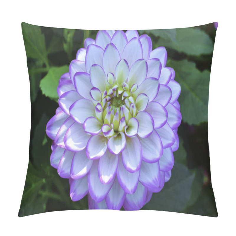 Personality  Dahlia, Pink Flower Macro. Pillow Covers