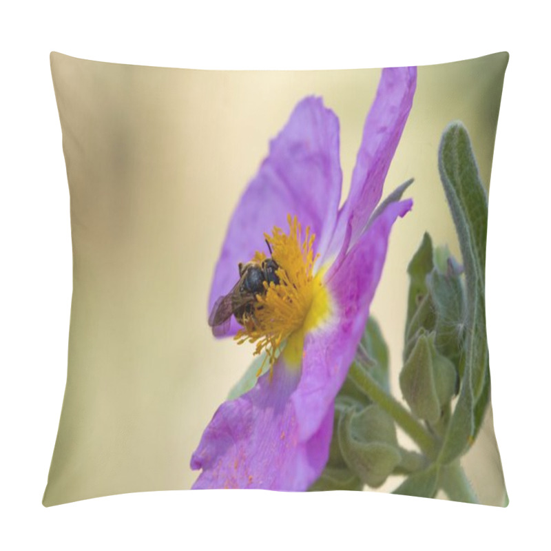 Personality  Halictus Rubicundus Bee Collecting Pollen On Cistus Flower Pillow Covers