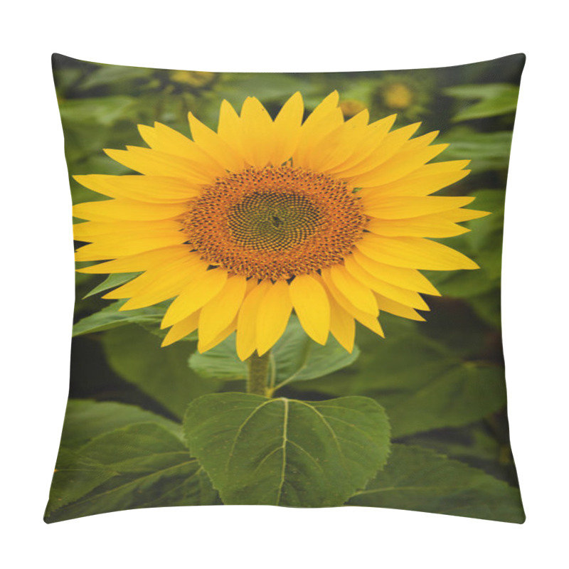 Personality  Pretty Yellow Sunflower Pillow Covers